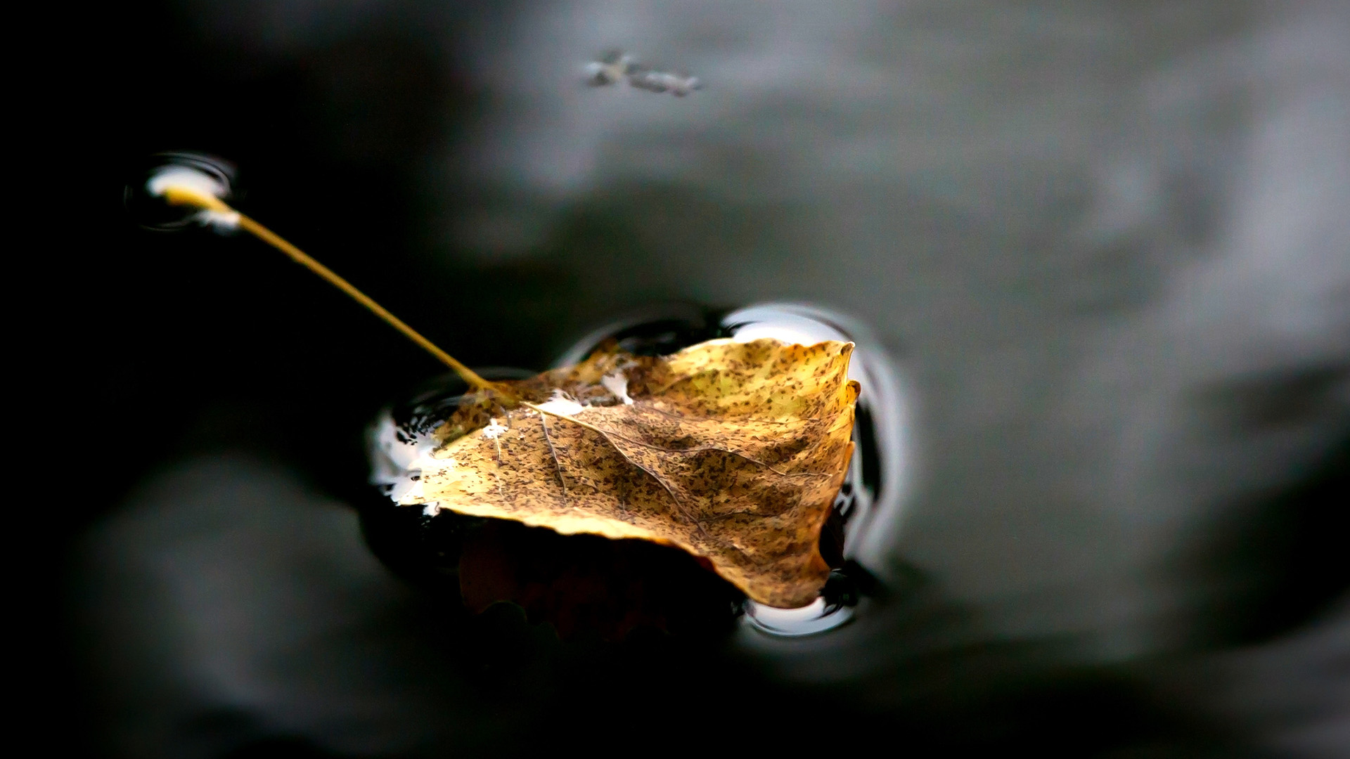 Sustainability_Leaf in water.jpg