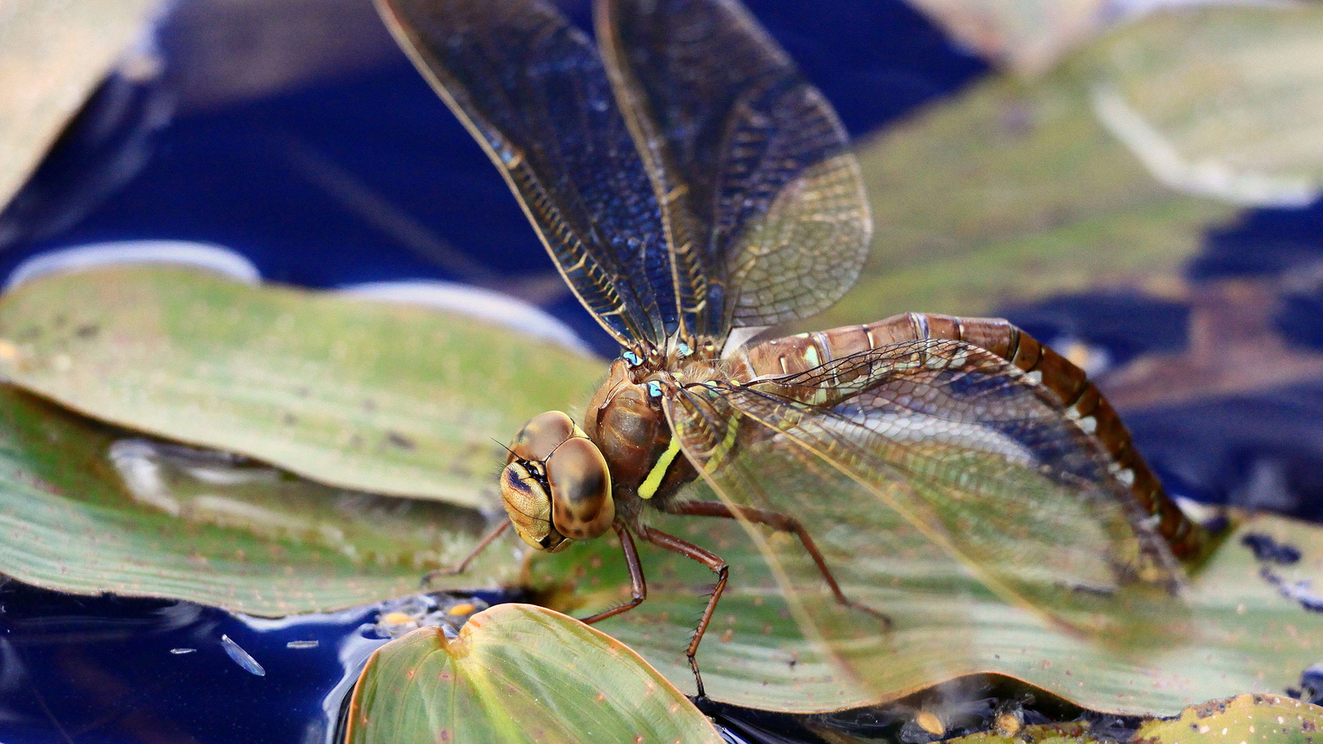 Orion_Fauna_dragonfly_2009_07_26_5580-1.jpg